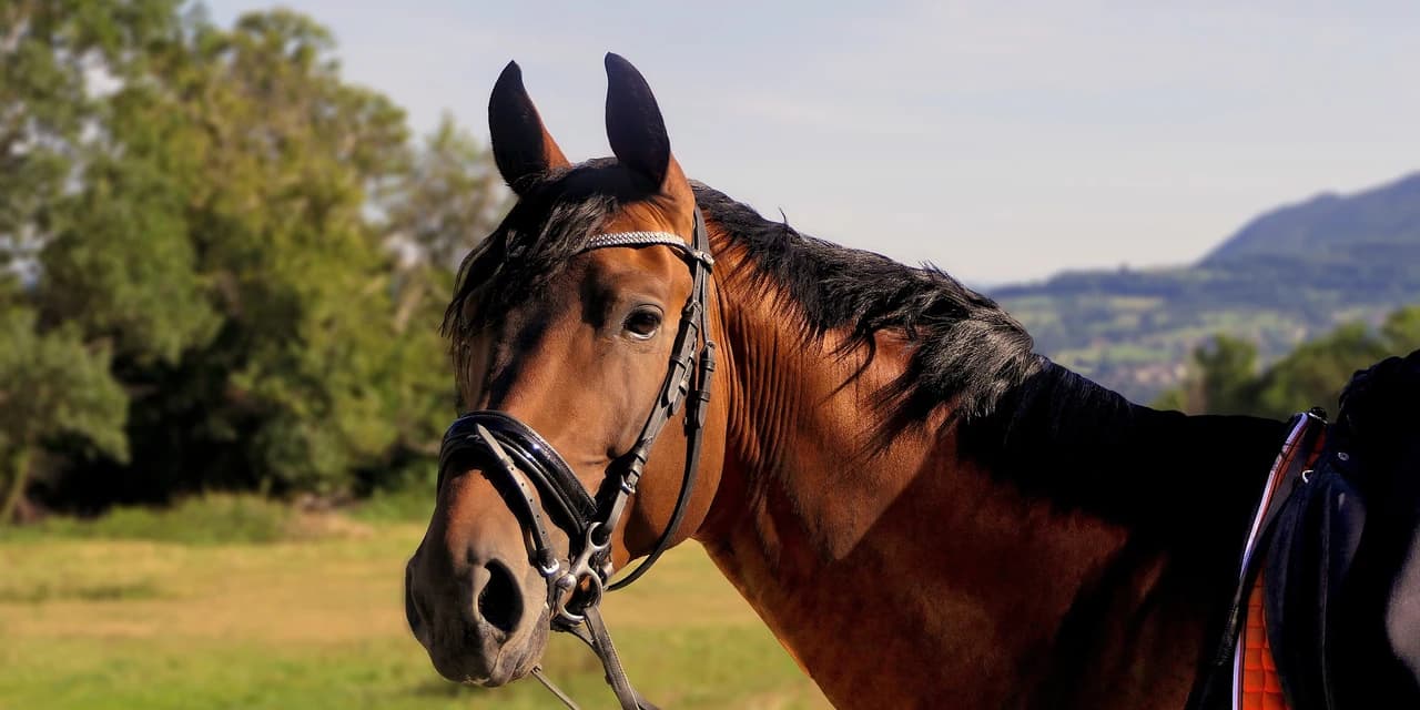 Cavalo com patas quebradas é encontrado em estrada, na linha Paraná