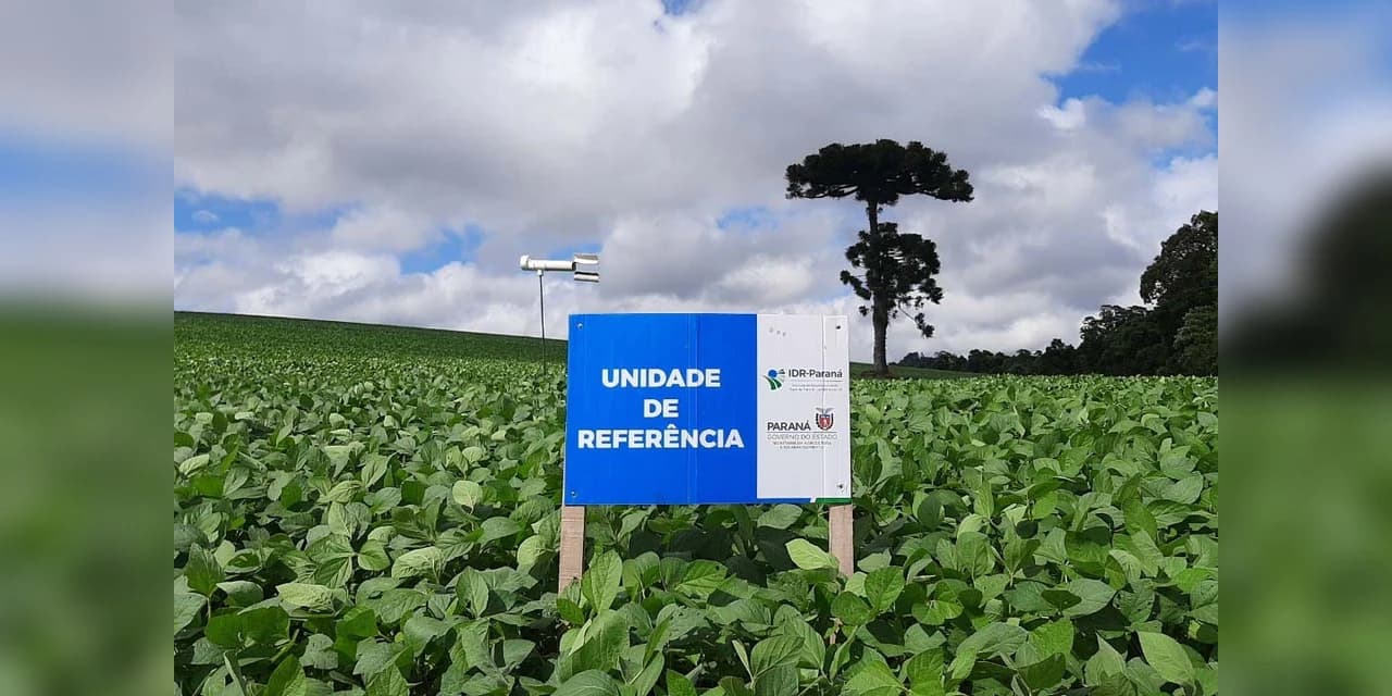 IDR-Paraná inicia os trabalhos da rede Alerta Ferrugem da soja safra 2022/2023