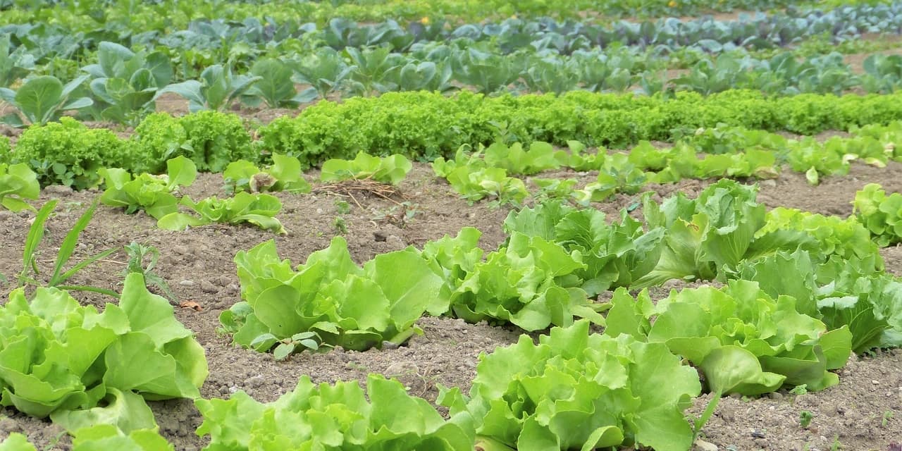 Semana da Alimentação Consciente: que tipo de alimento você consome?