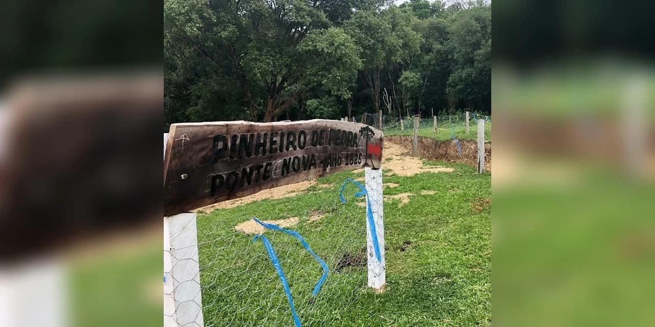 Pinheiro de Pedra de Prudentópolis se torna patrimônio tombado
