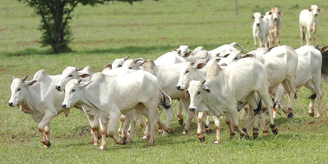 Mais de 60 cabeças de gado são furtadas de chácara, em Imbituva