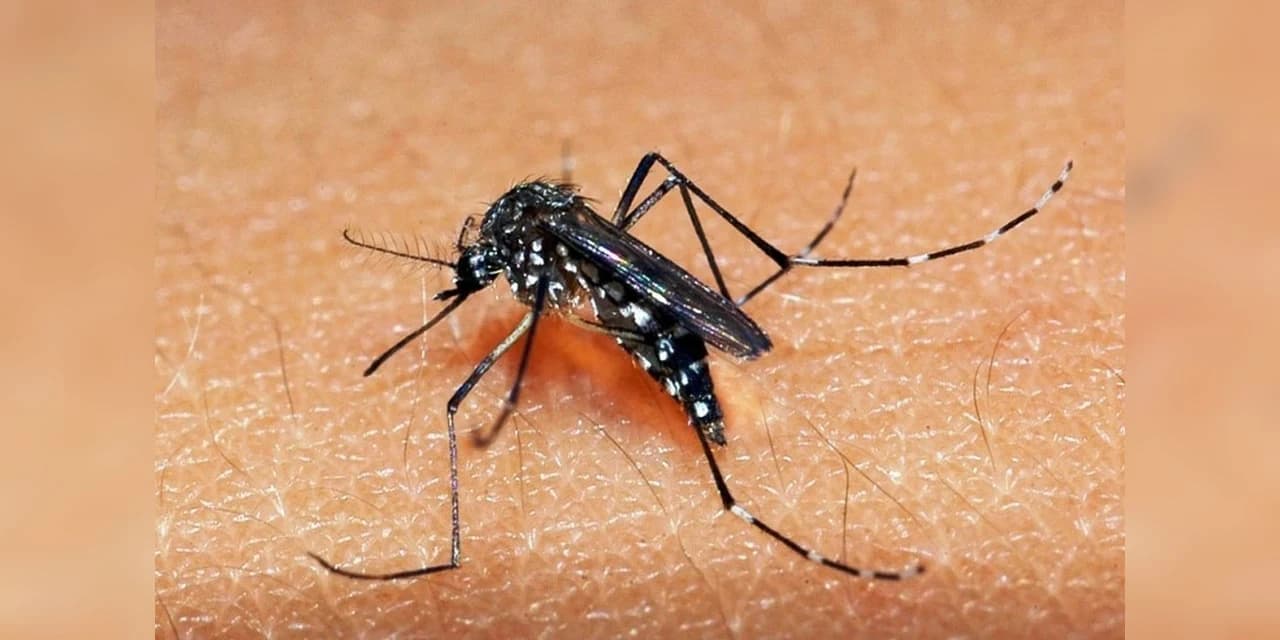 Informe da dengue confirma mais um óbito pela doença no Paraná