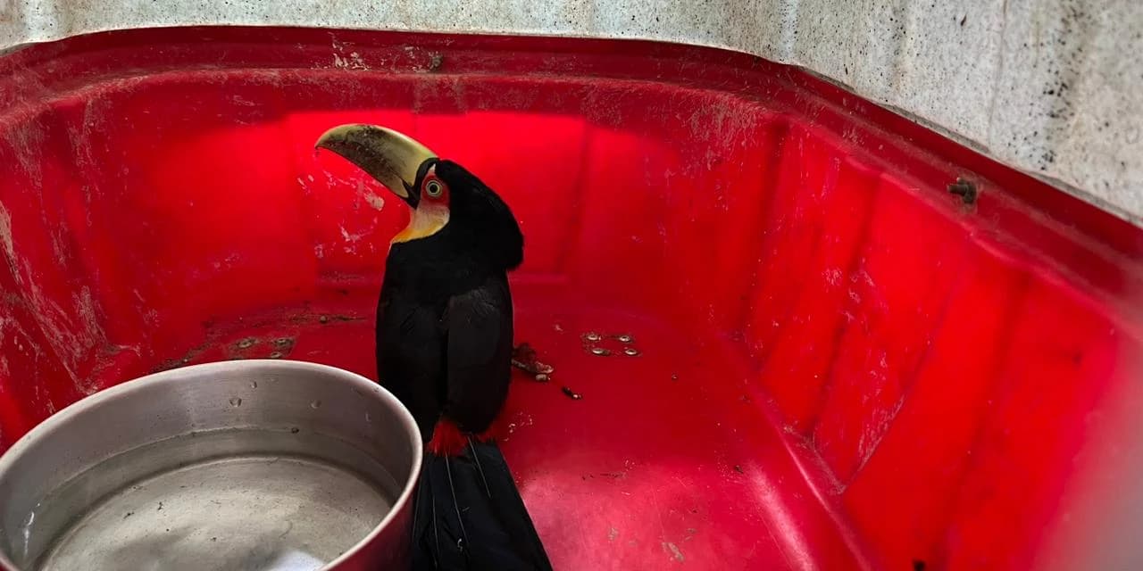 PRF resgata animais silvestres feridos na rodovia em Irati