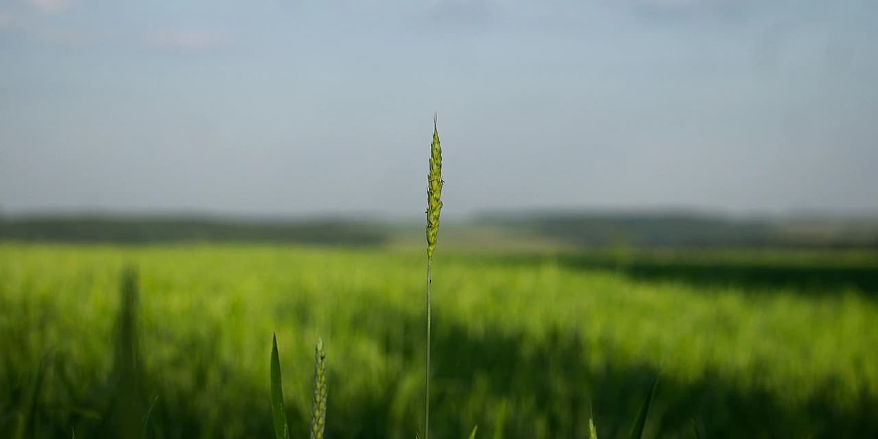 Sicredi tem aumento de 53% no financiamento a pequenos agricultores nos três primeiros meses de Plano Safra
