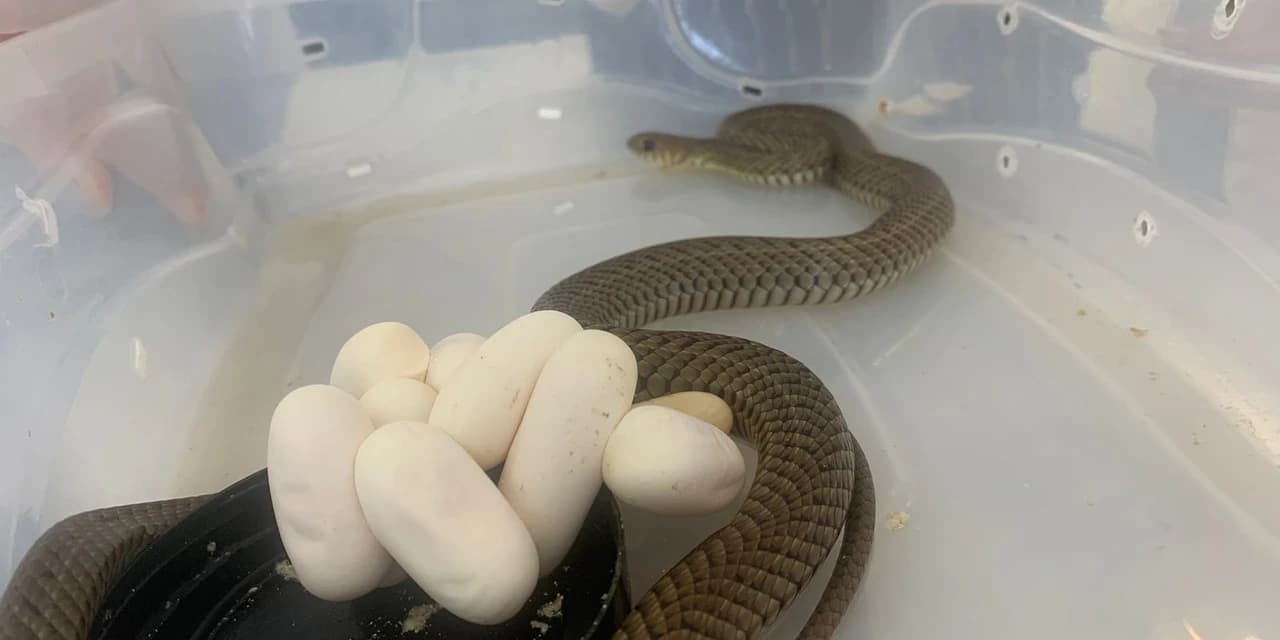Cobra resgatada pela Polícia Ambiental posta ovos, durante período de avaliação no Cafs da Unicentro