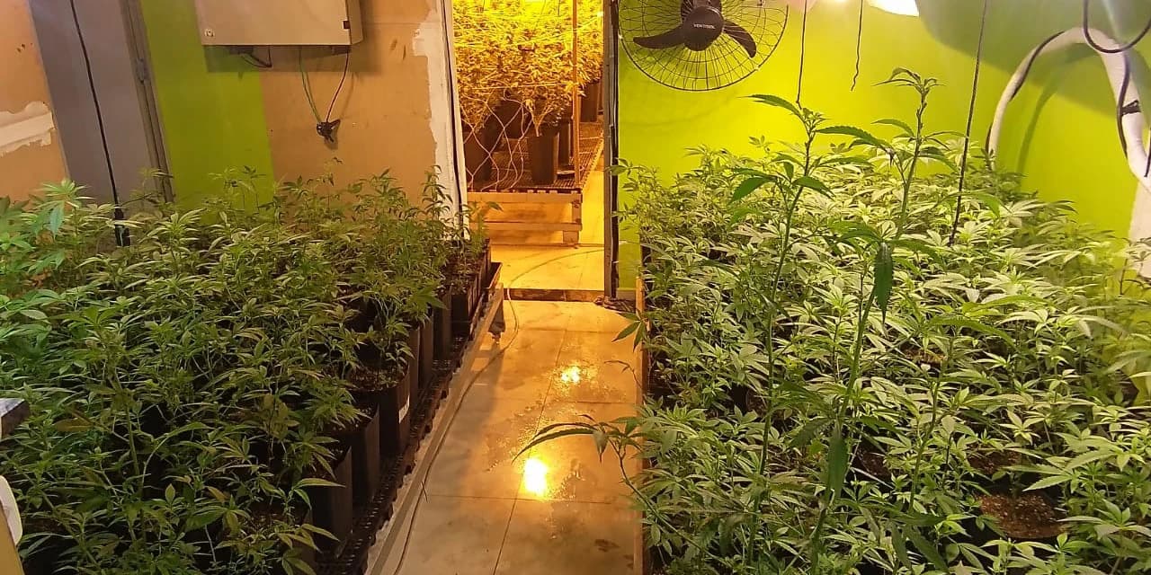 Polícia apreende 400 pés de maconha e fecha laboratório de drogas em Curitiba