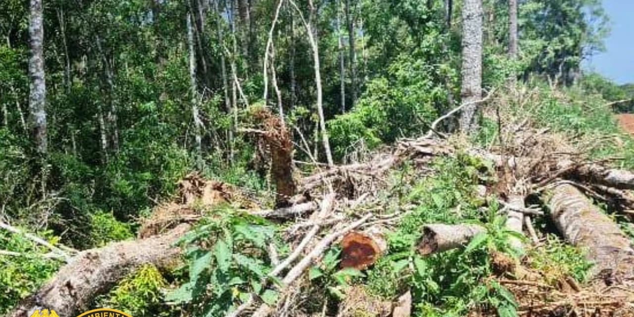Infratores são autuados em R$ 248 mil reais em Papanduva de Baixo interior de Prudentópolis