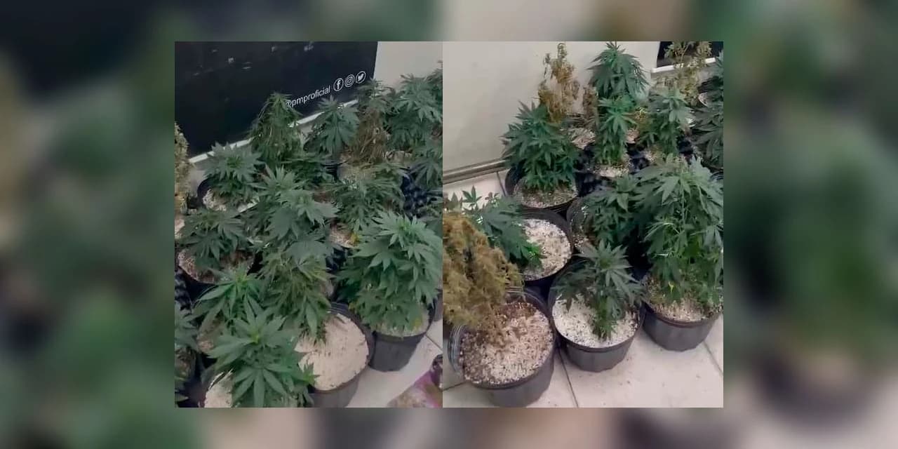 Denúncia anônima resulta na apreensão de 42 pés de maconha em Curitiba