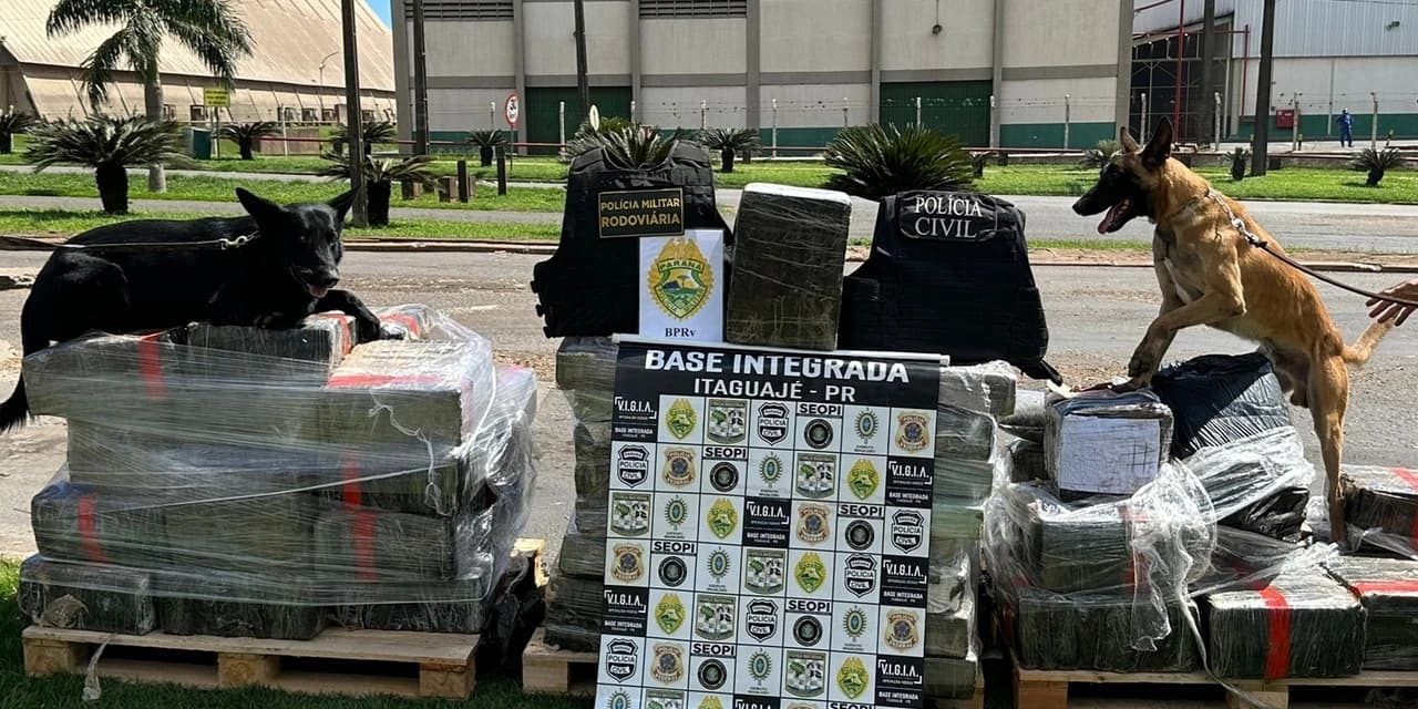 Cão farejador auxilia na apreensão de 1,4 tonelada de maconha no Paraná
