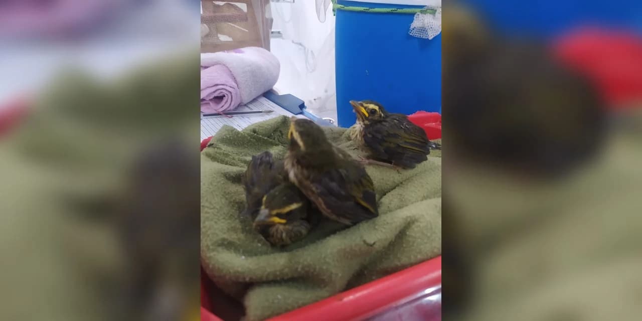 Polícia Militar flagra indivíduos capturando aves nativas em Candói