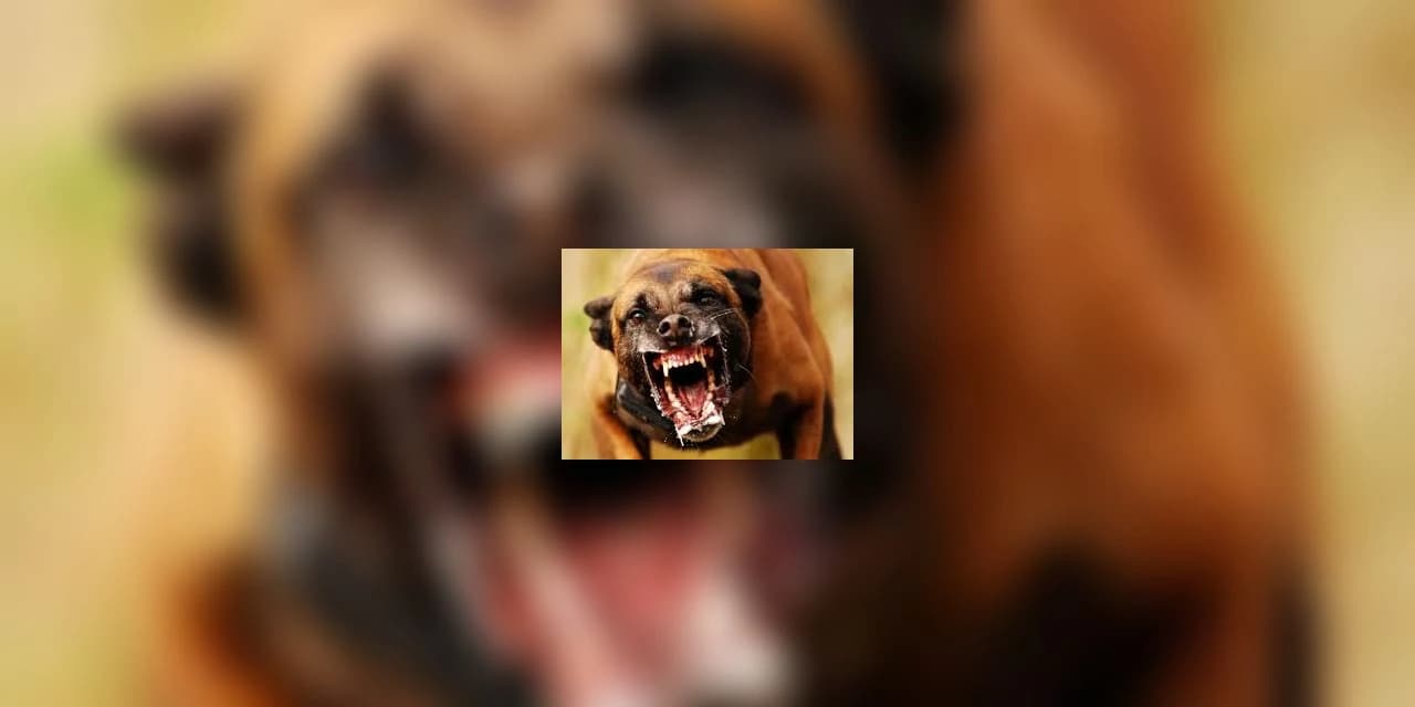 Cachorros da raça Pitbull soltos em via pública preocupam moradores da Linha São João do Rio Claro