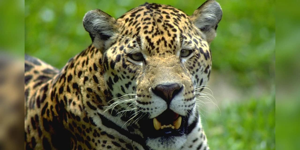 Reserva no Paraná tem 12 espécies de animais ameaçadas de extinção
