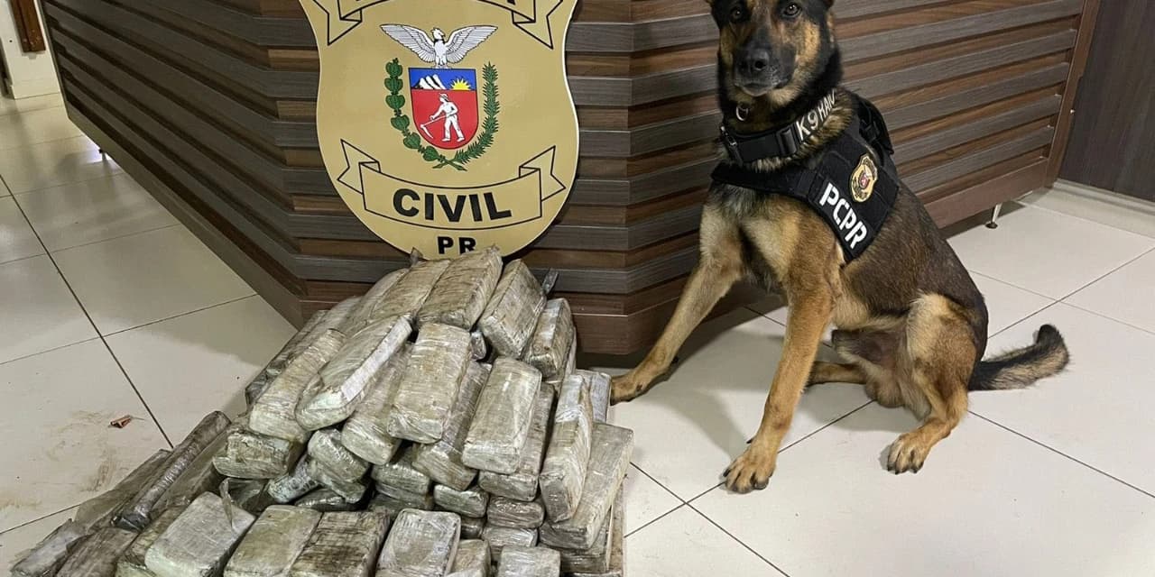 Ações com cães policiais da PCPR apreenderam 10,3 toneladas de drogas em 2022