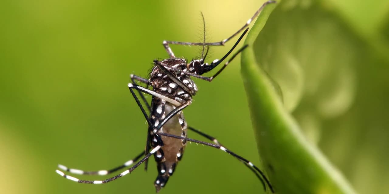 Cartilha traz dicas sobre como eliminar o Aedes aegypti