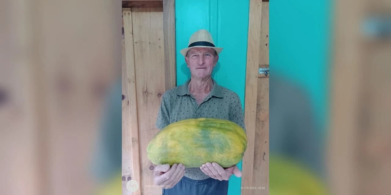 Morador do interior de São Mateus do Sul colhe melão com mais de 8.7 kg