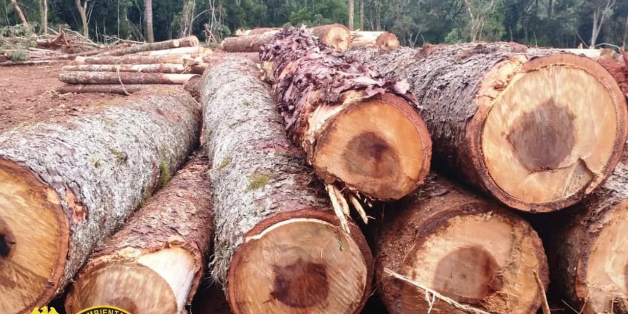 Em Imbituva Polícia Ambiental aplica multa no valor de R$ 63 mil reais