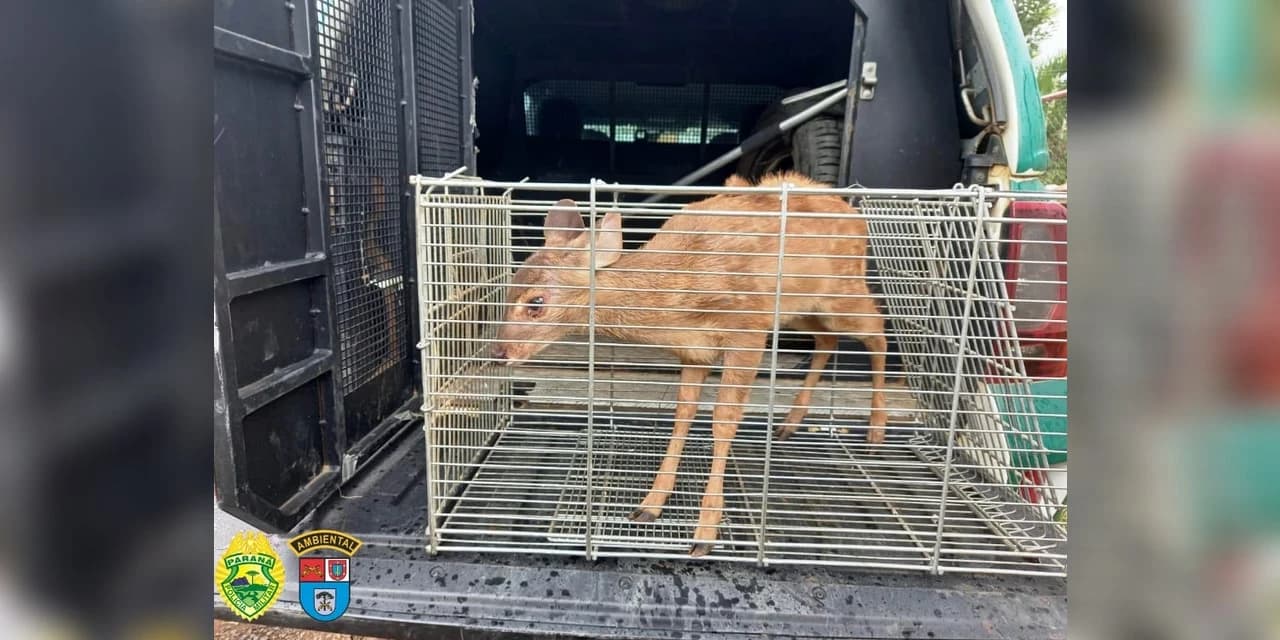 Veado Campeiro ferido é encaminhado pela polícia ambiental para atendimento veterinário