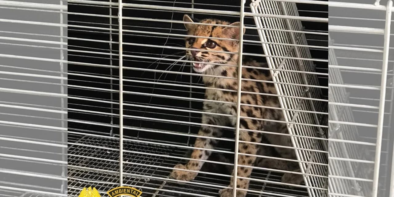 Gato-maracajá encontrado no Centro de Guarapuava é devolvido a natureza