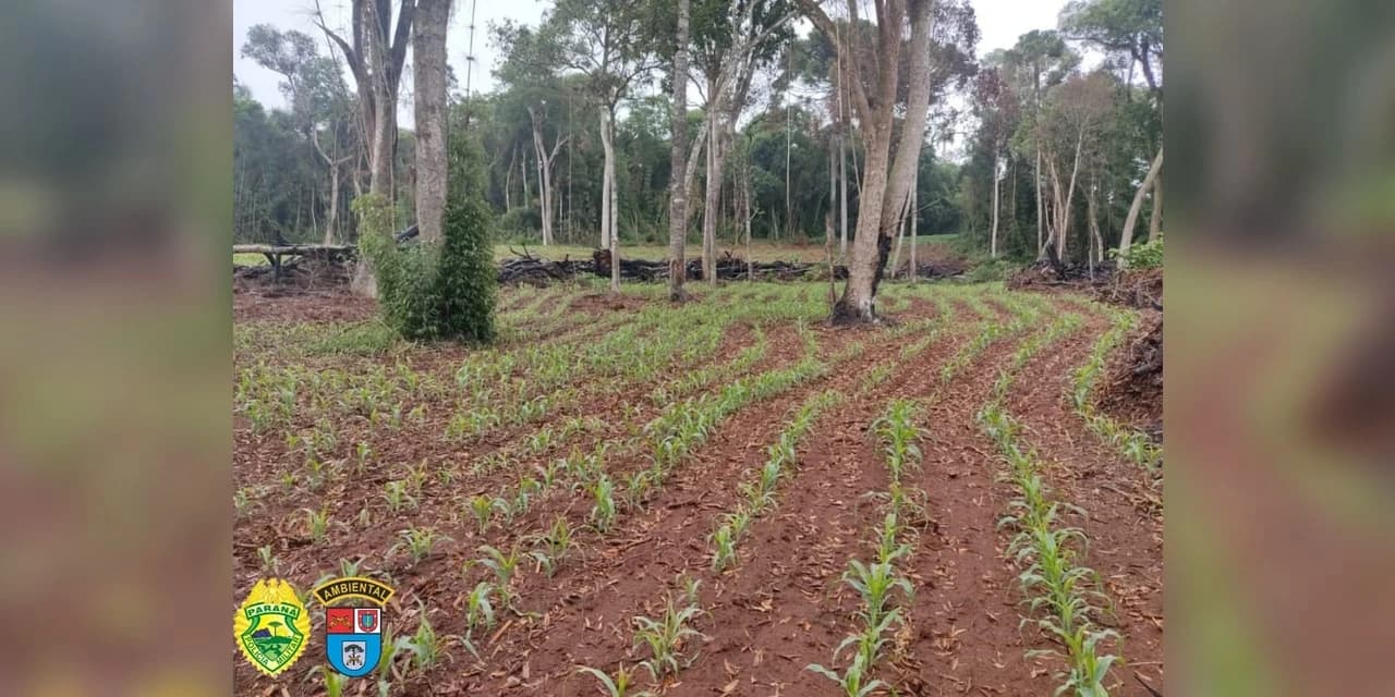 Em Teixeira Soares proprietário de terra é multado em R$ 20 mil reais