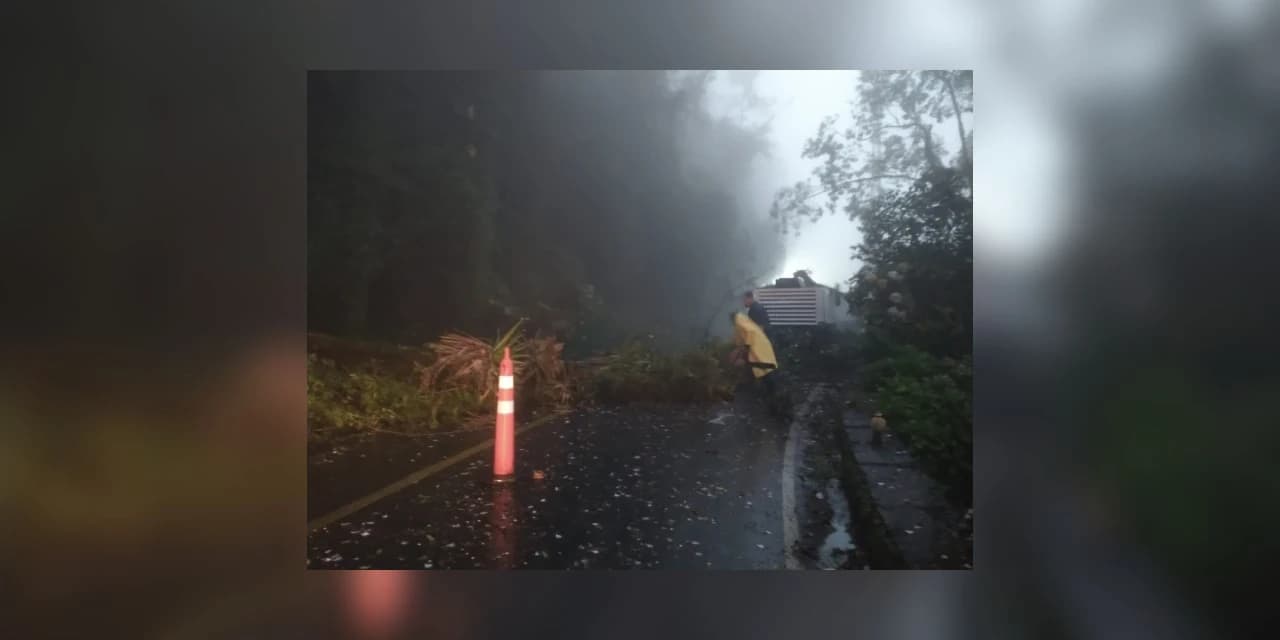 Queda de árvores bloqueia o tráfego na Estrada da Graciosa durante fim de semana