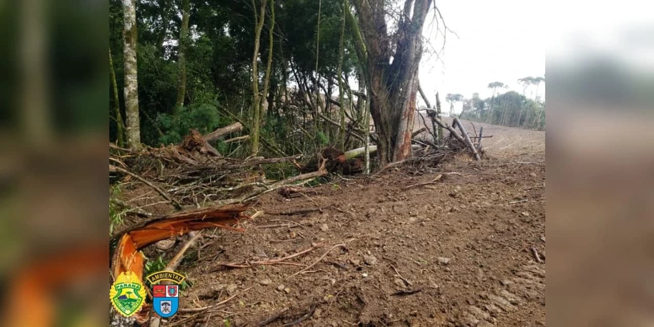 Homem é preso e autuado em R$ 52 mil por destruição de vegetação nativa, em Prudentópolis