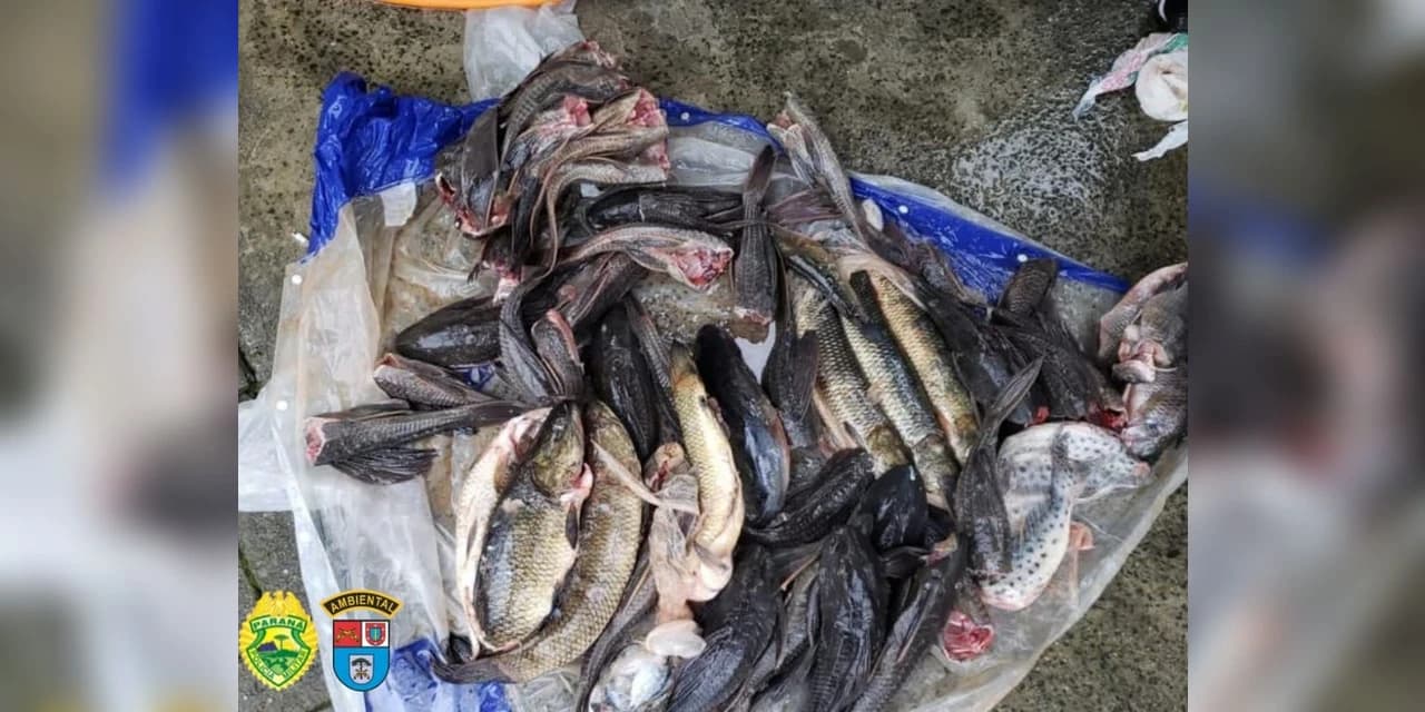 Polícia apreende 20kg de peixe e prende homem em Prudentópolis