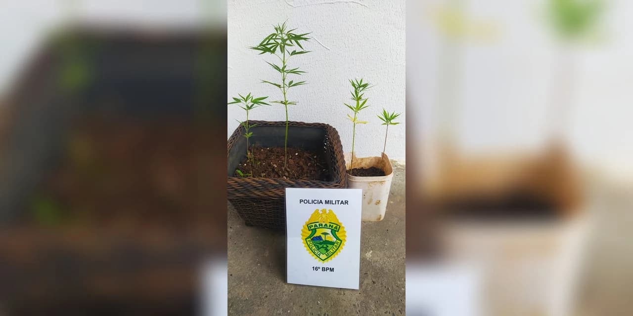 Em Prudentópolis polícia militar realiza a apreensão de pés de maconha