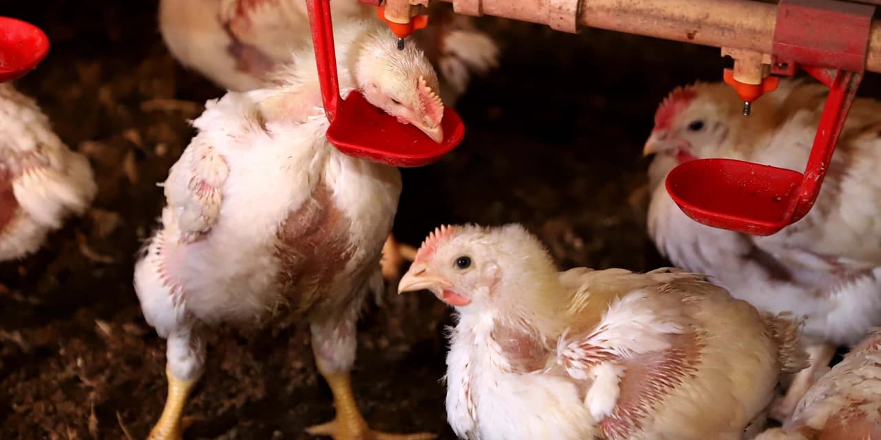 Governo do Paraná suspende participação de aves em eventos agropecuários por 90 dias