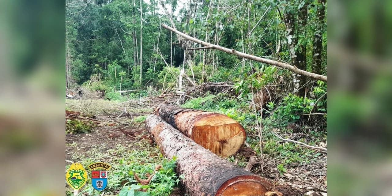 Homem é autuado em R$ 25 mil por corte de 51 pinheiros de araucária, no interior de Fernandes Pinheiro