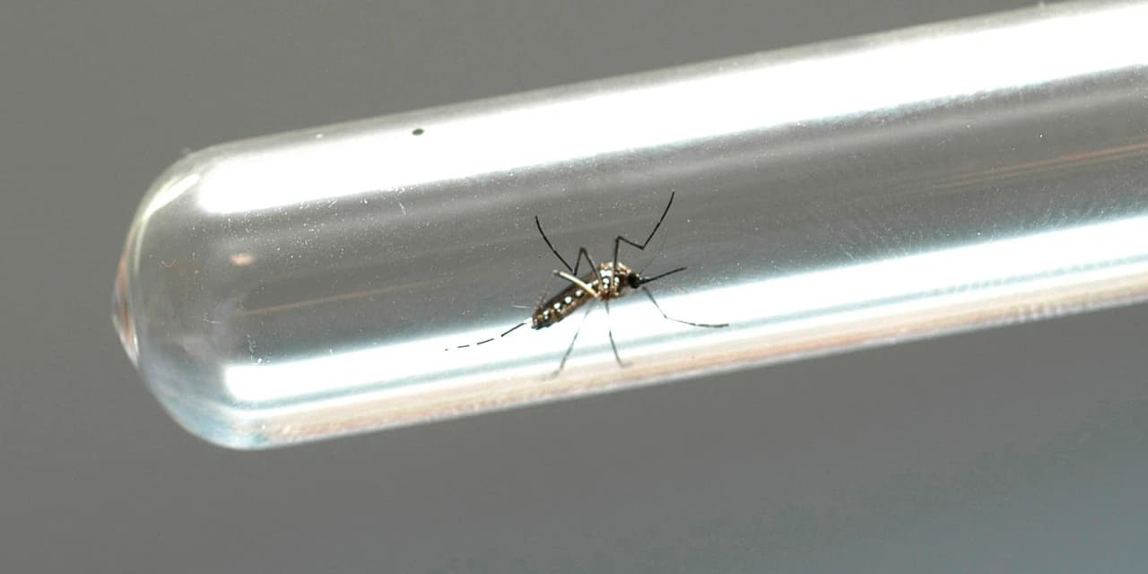 Com aumento de quase 100%, Saúde reforça alerta para casos de chikungunya no Paraná
