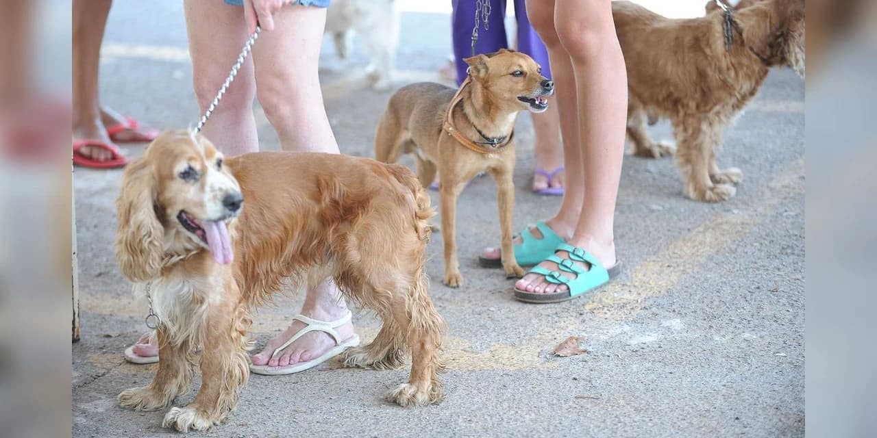 Governo proíbe uso de animais em pesquisas de cosméticos e perfumes