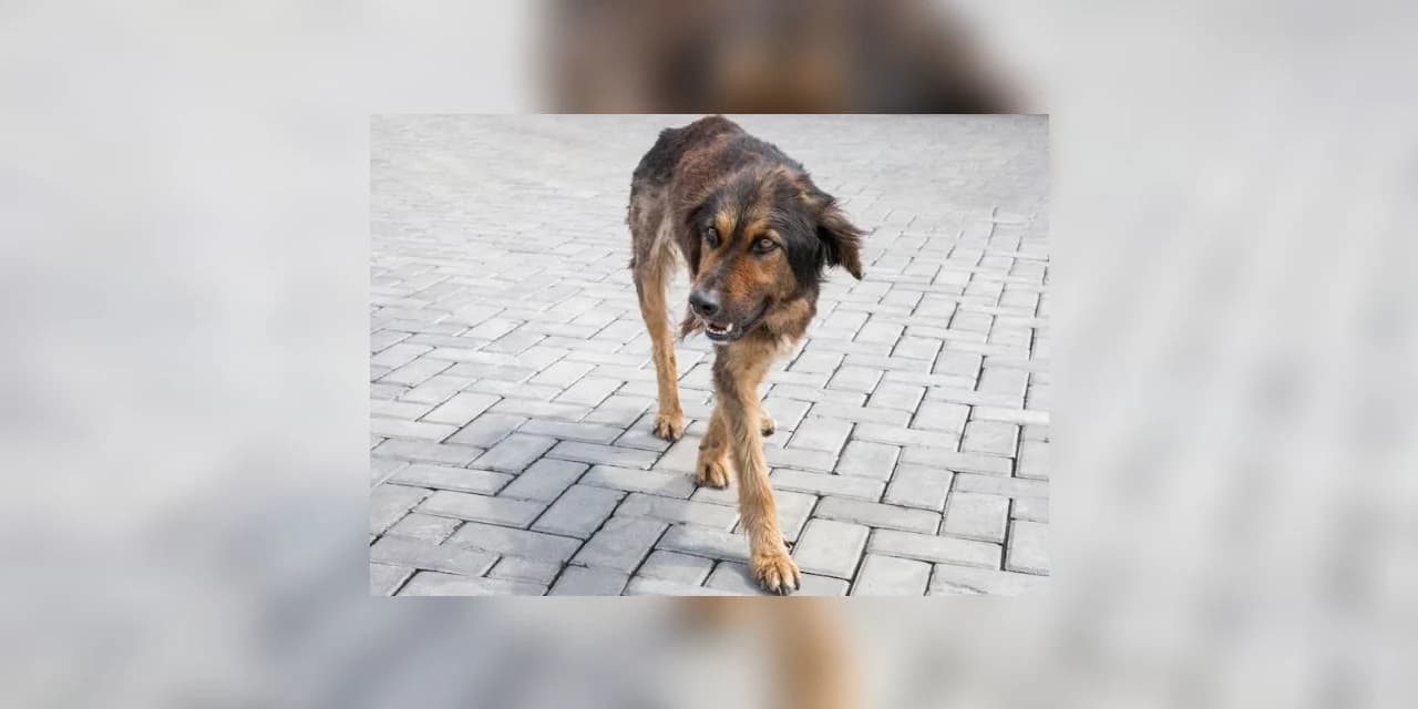 Criança é atacada por cachorro, em Guarapuava