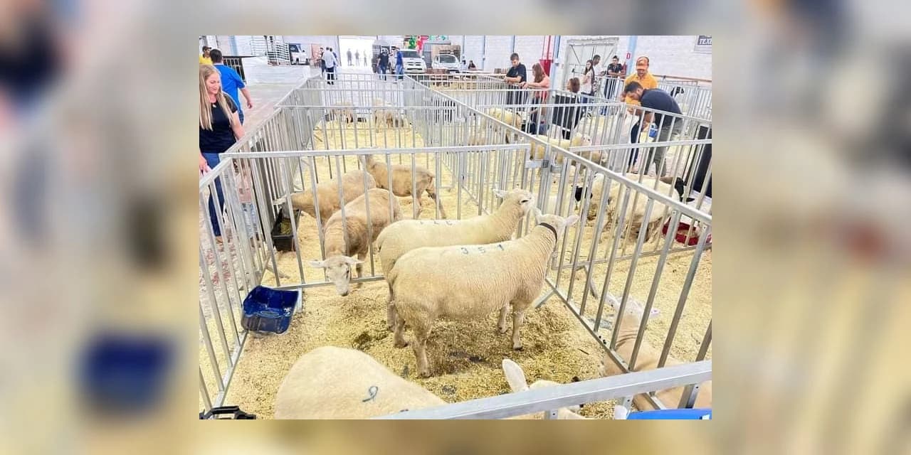 2ª Expo Ovinos foi realizada em Imbituva. VÍDEO!