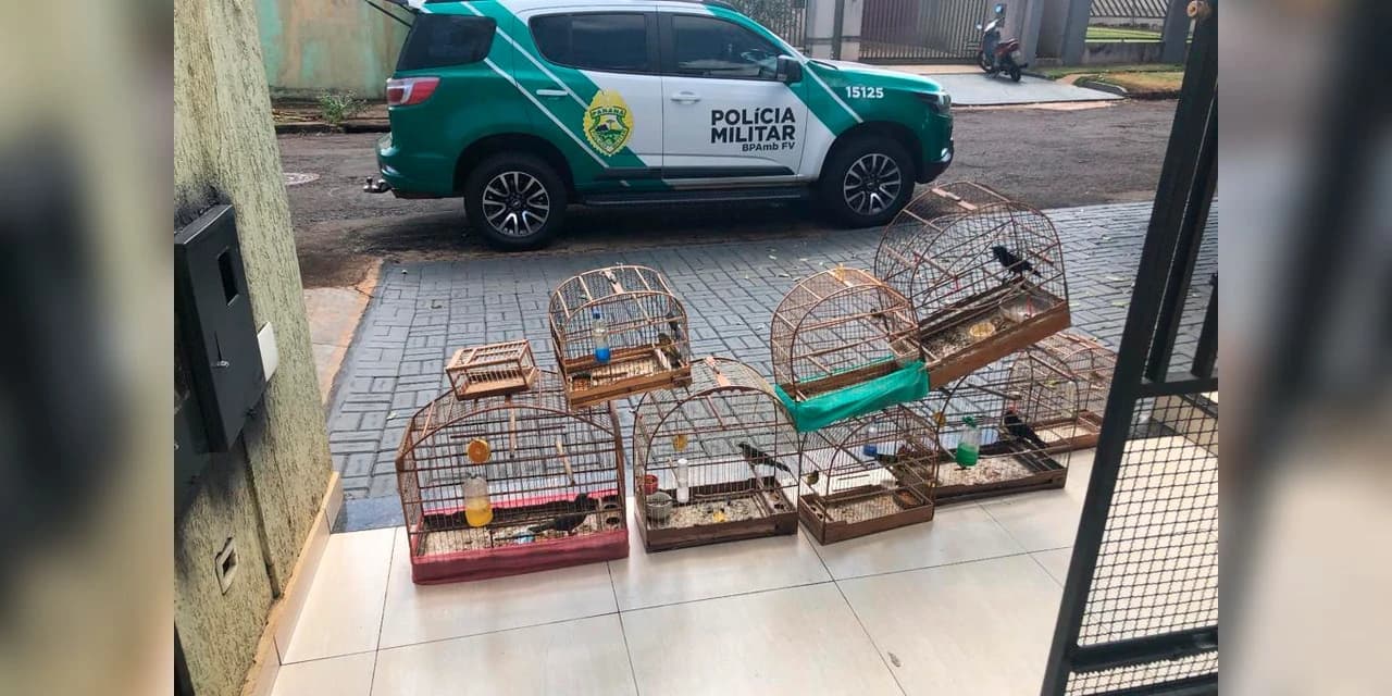 Após denúncia, Polícia Militar encontra ponto ilegal de venda de aves silvestres no Paraná
