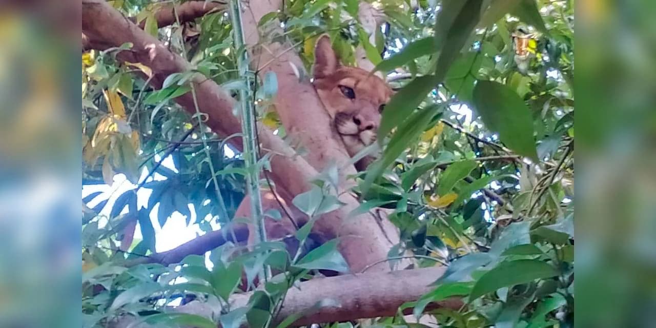 Onça-parda é solta na mata após resgate em área urbana de Engenheiro Beltrão