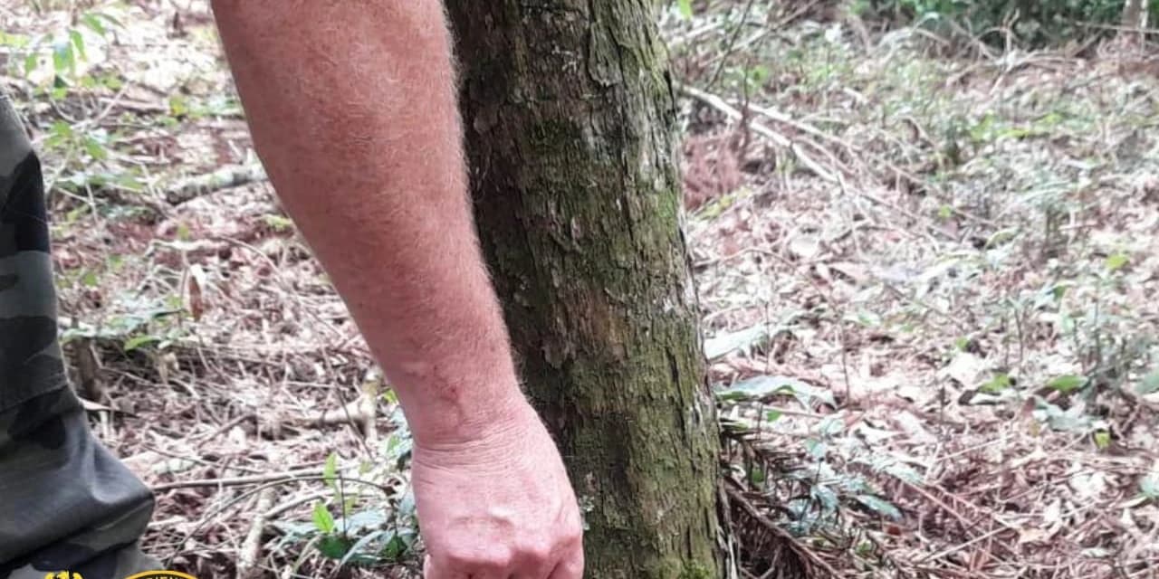 Em Imbituva policiais ambientais aplicam multa no valor de R$ 42 mil