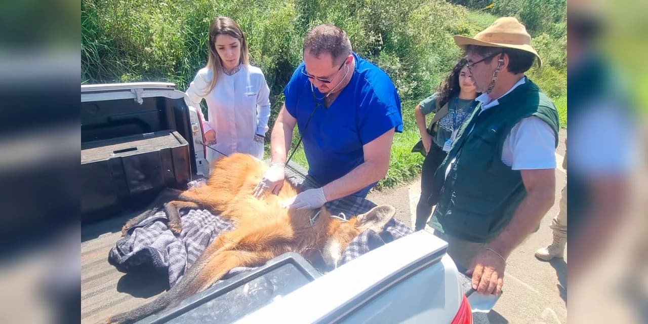 Equipe do IAT resgata lobo-guará atropelado em rodovia dos Campos Gerais