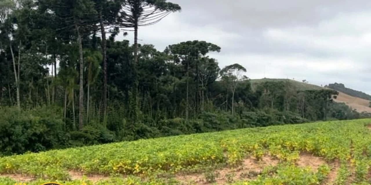 Proprietário é multado em R$ 56 mil na Linha Esperança interior de Prudentópolis