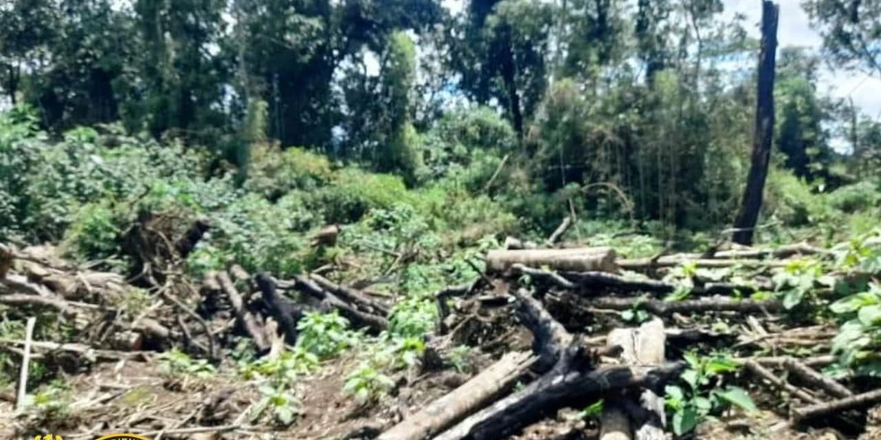 Homem é multado em mais de R$ 30 mil por destruição de vegetação nativa, em Irati