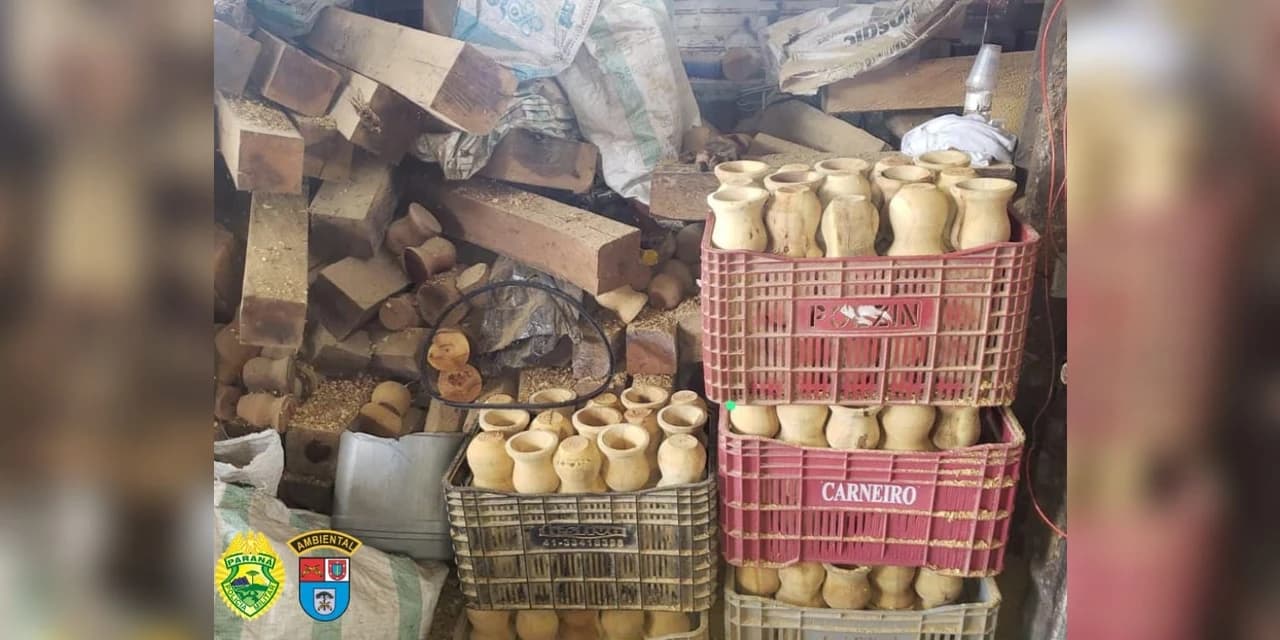 Em Irati Polícia Ambiental apreende imbuia e 3822 cuias para chimarrão