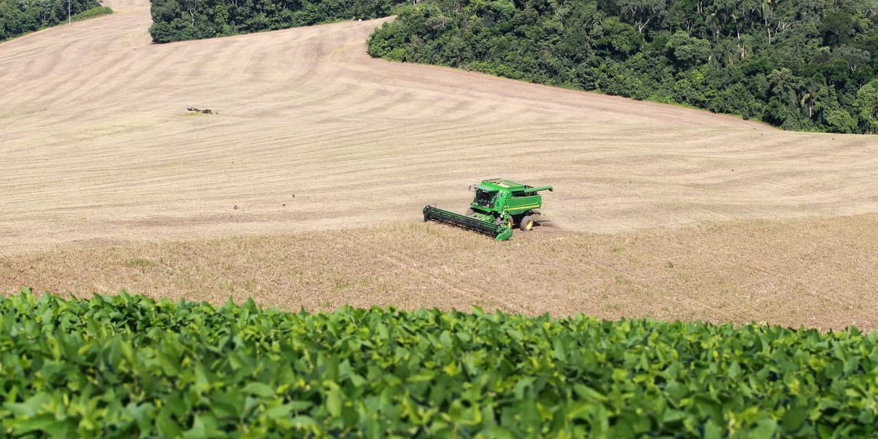 Produtores de feijão já comercializaram 90% da 1ª safra