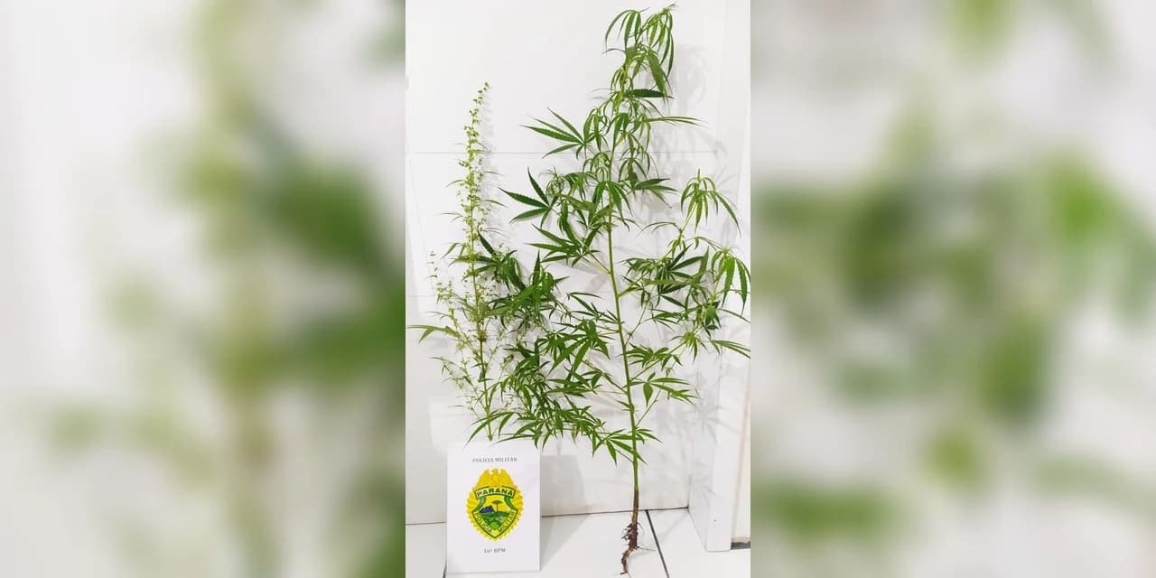 Em Prudentópolis Polícia Militar apreende dois pés de maconha na Vila Mariana