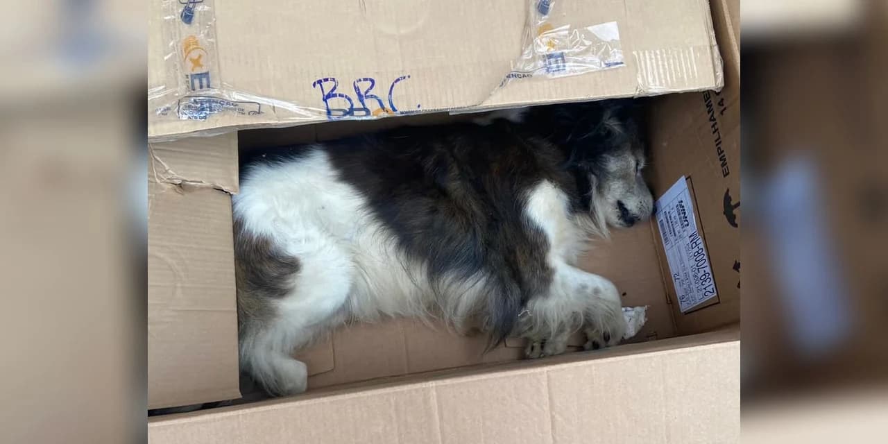 Condutor que atropelou cão e fugiu sem prestar socorro é preso Polícia Civil de Ponta Grossa