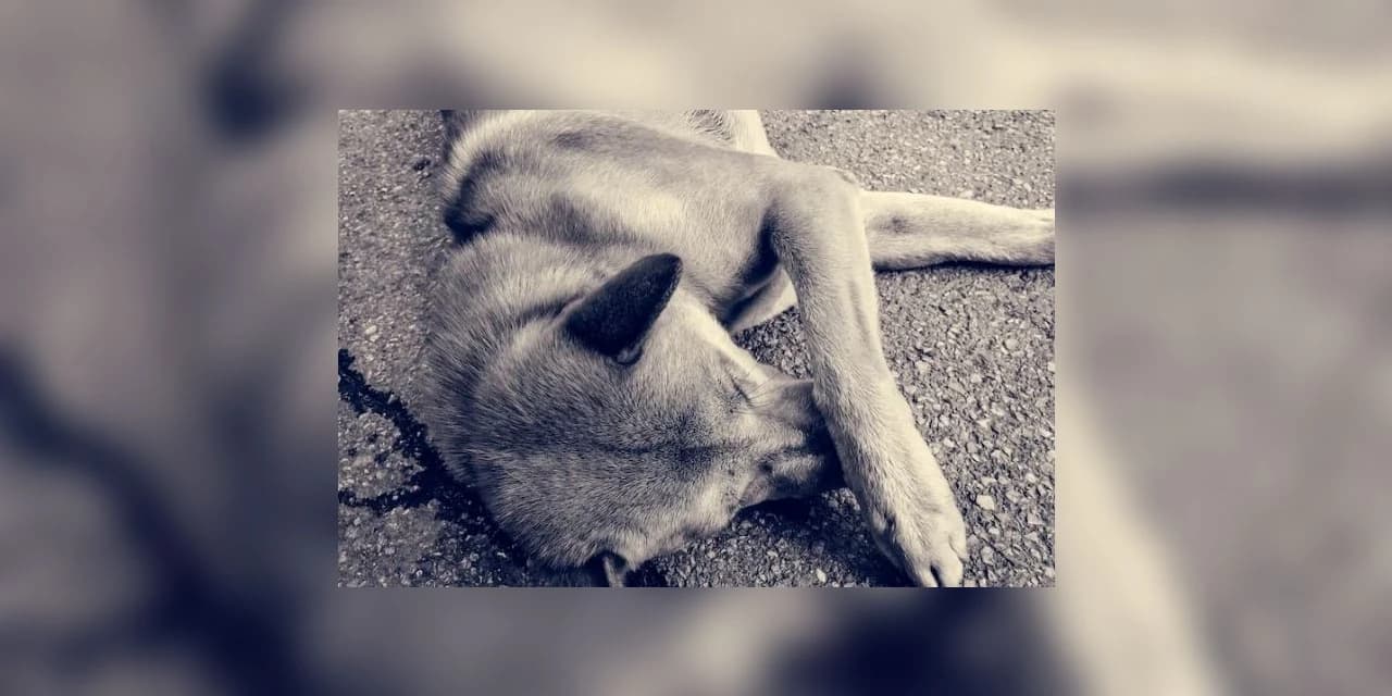 PCPR resgata mais de 25 cães em situação de maus-tratos em Piraí do Sul