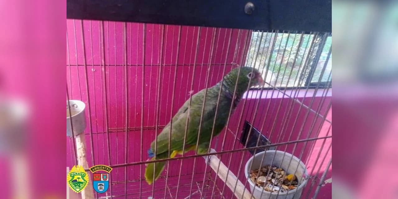 Em Imbituva, morador é multado em R$ 5 mil por manter papagaio em extinção em residência