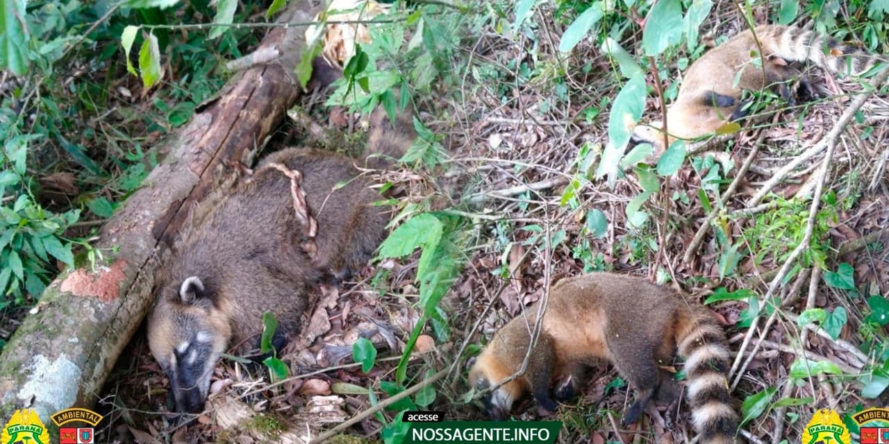 Polícia Civil de Imbituva instaura inquérito para apurar envenenamento de animais silvestres