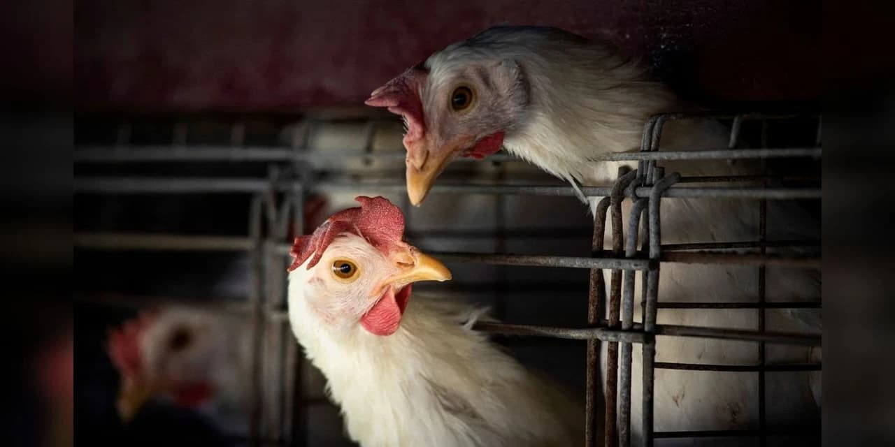 Gripe aviária leva Brasil a decretar emergência zoossanitária