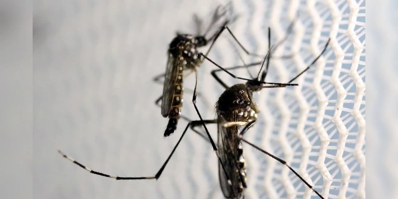 Três novos casos de dengue são confirmados em Irati