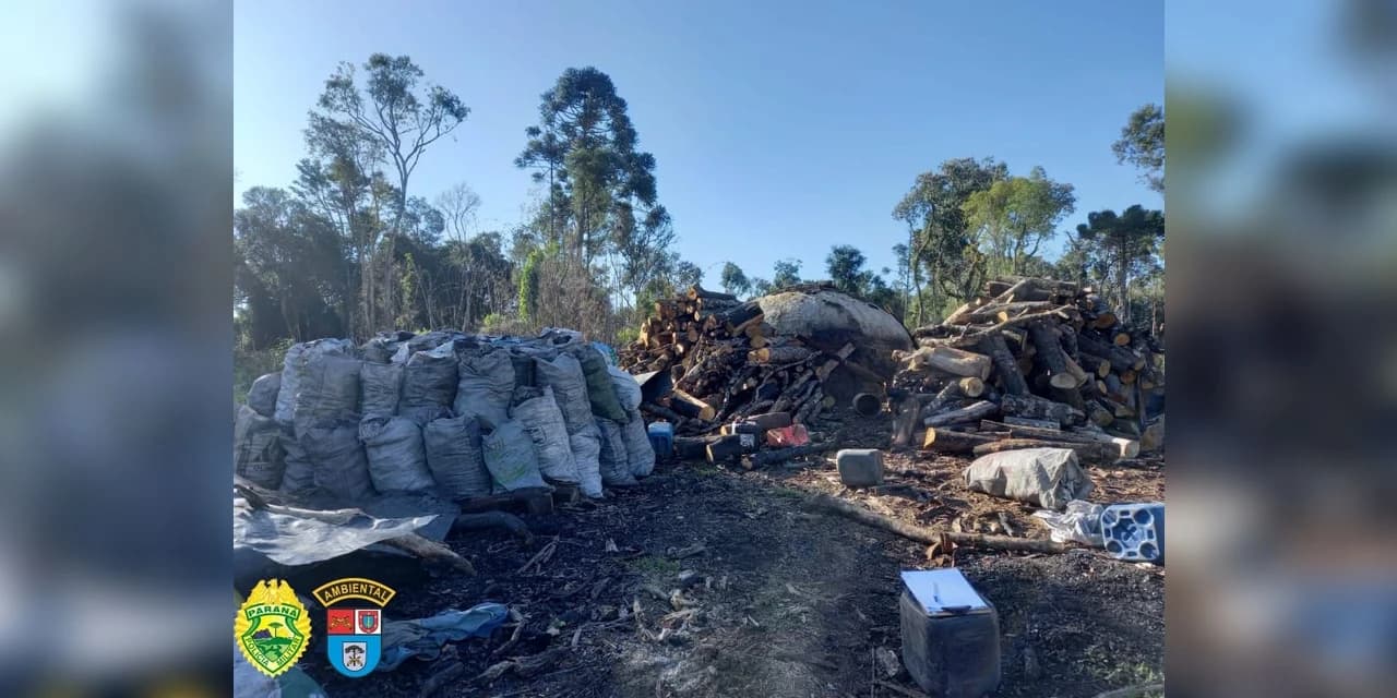 Em Pinhão policiais ambientais lavram auto de infração ambiental no valor de mais R$ 300 mil reais