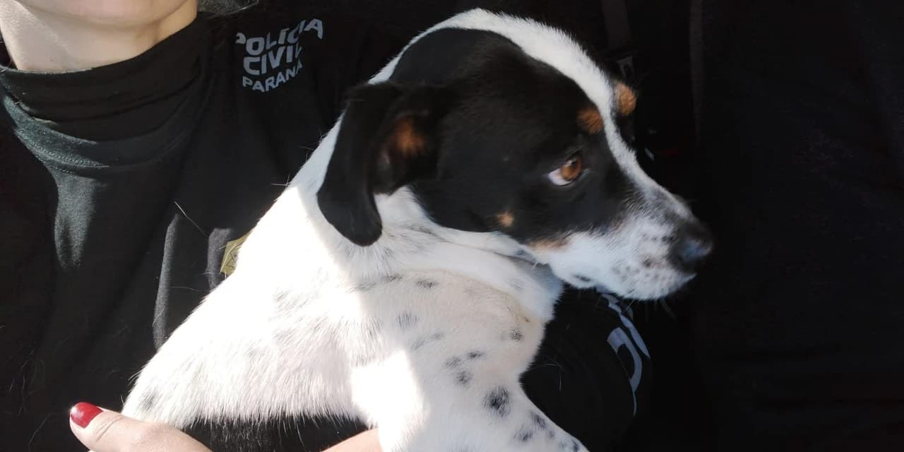 Ação conjunta da Polícia Civil e Guarda Municipal de Ponta Grossa prende homem por maus-tratos a animais